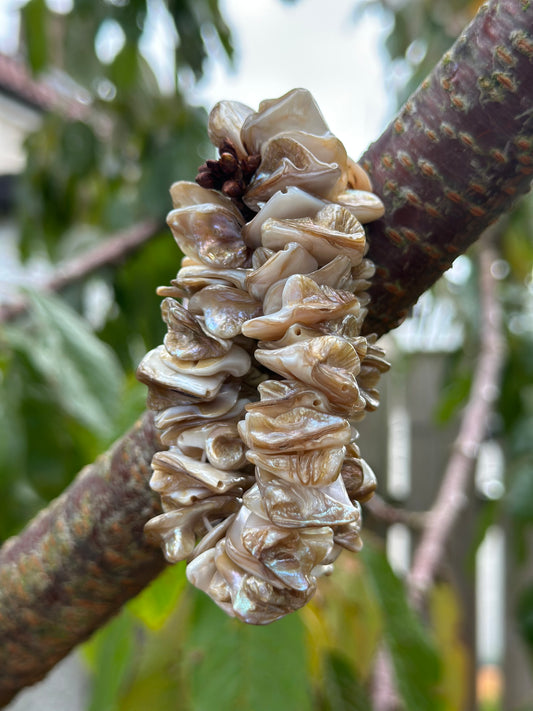 Shell Bracelet