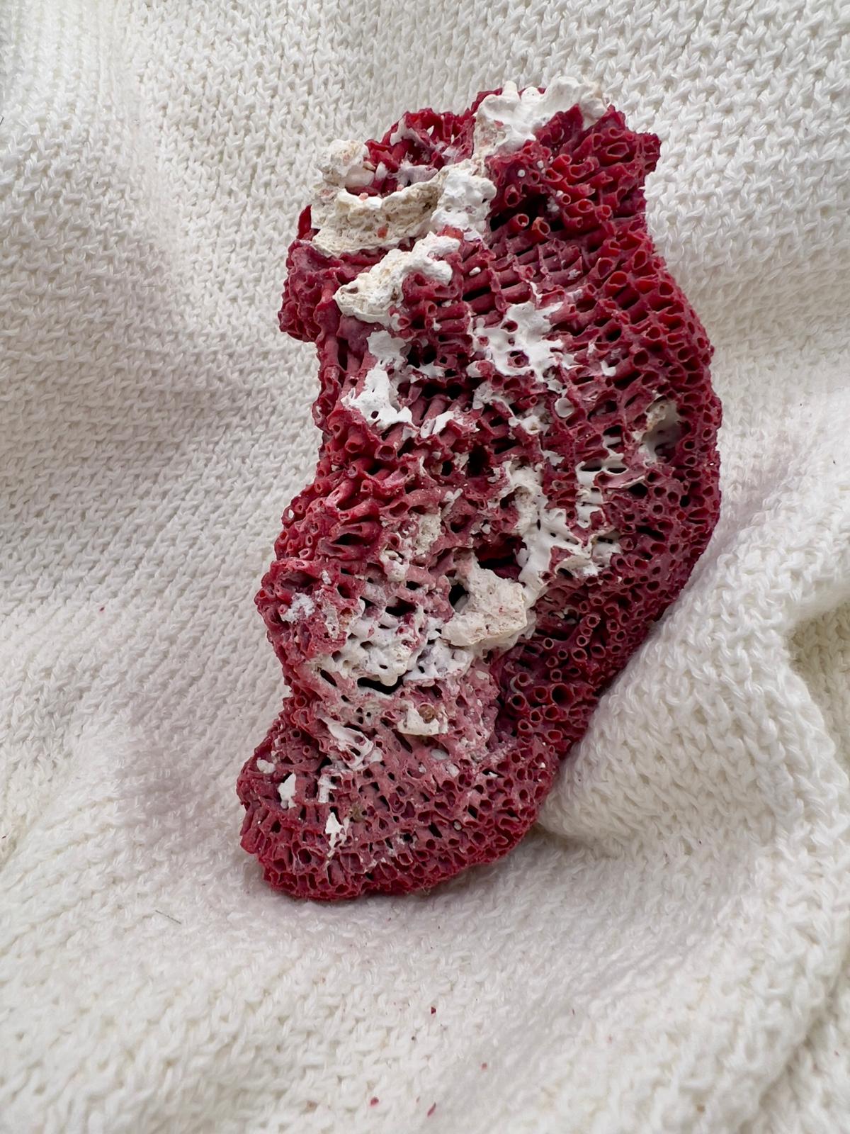 Natural Red Coral
